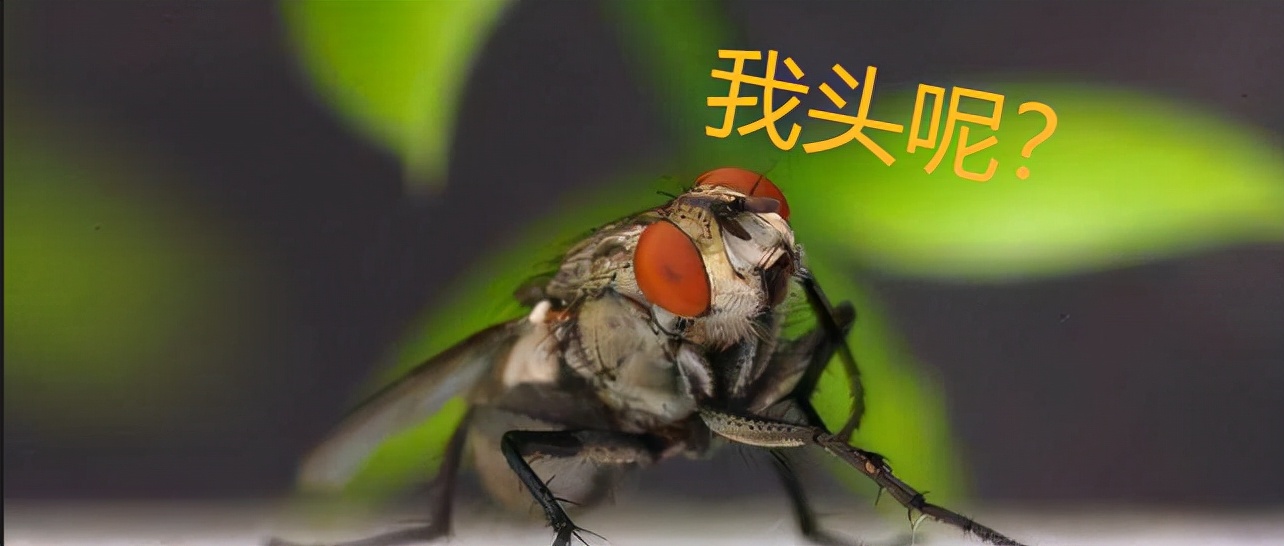 生猛的苍蝇，脑袋掉了，还能放手里搓着玩