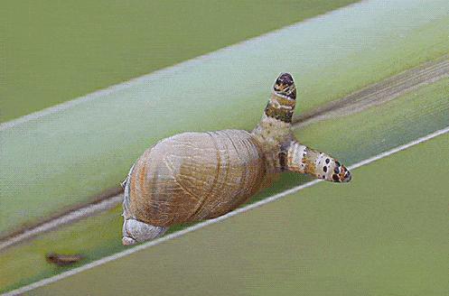 自然界的丧尸病毒,自然界的丧尸