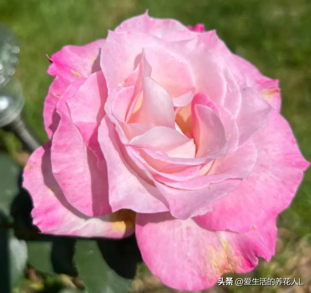 五彩斑斓颜色艳丽的月季花图片,各种色彩缤纷艳丽的月季花图片