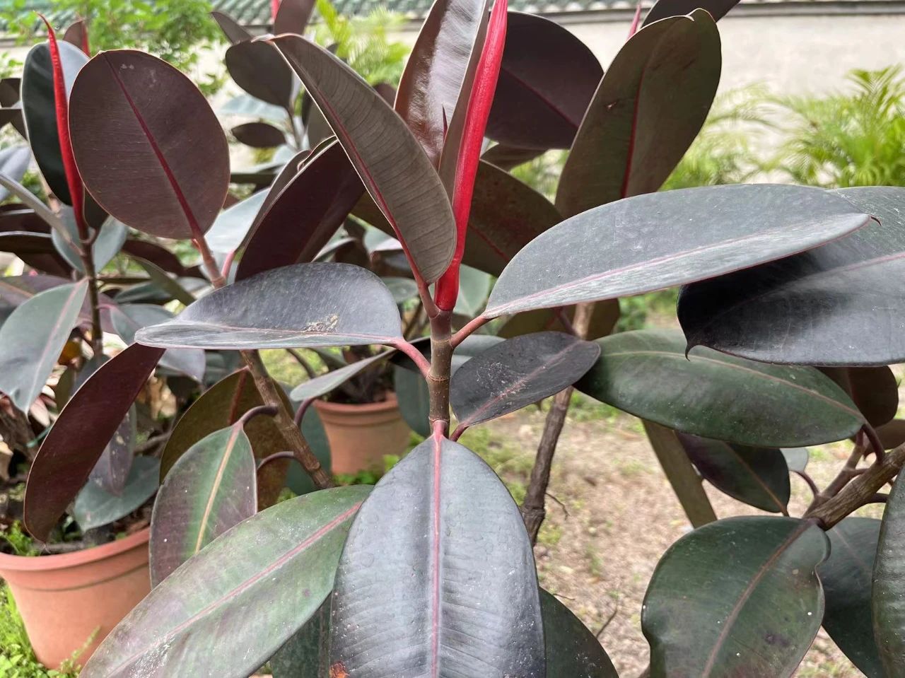 这3种植物在一起就无敌了,这3种花根系特别发达