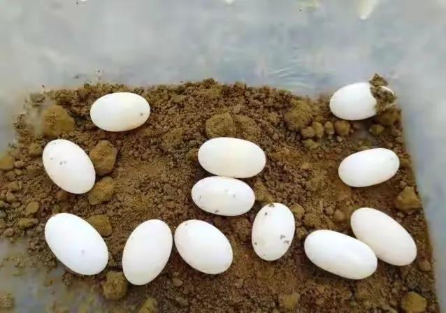 石金钱龟的风光史,涤荡起伏解释