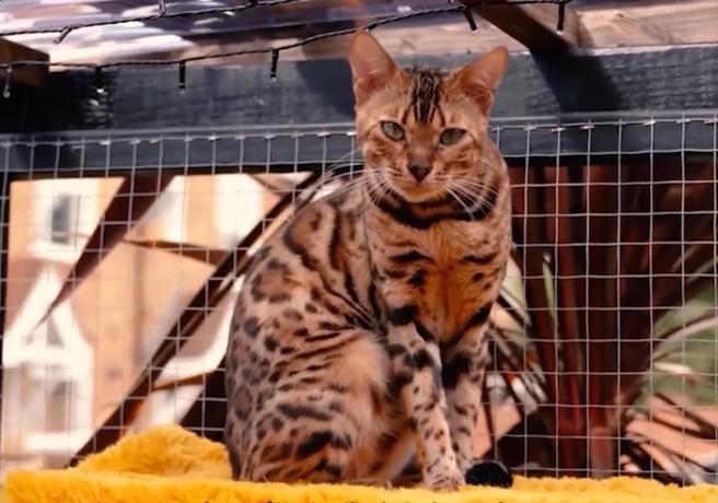 盘点猫咪世界,探索猫咪的奇妙世界