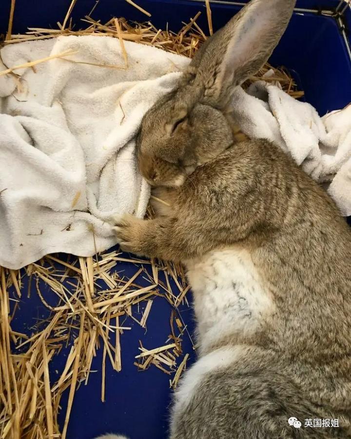 你知道世界上最大的兔子有多大吗,世界上最大的兔子吉尼斯纪录