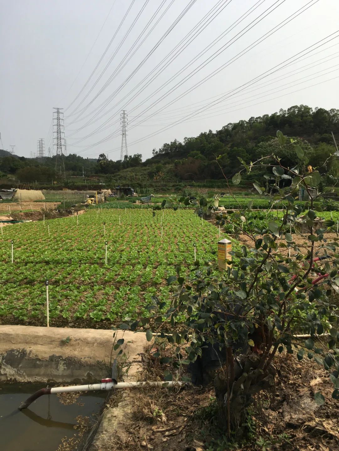 旭光车行雅迪电动车,旭光单车