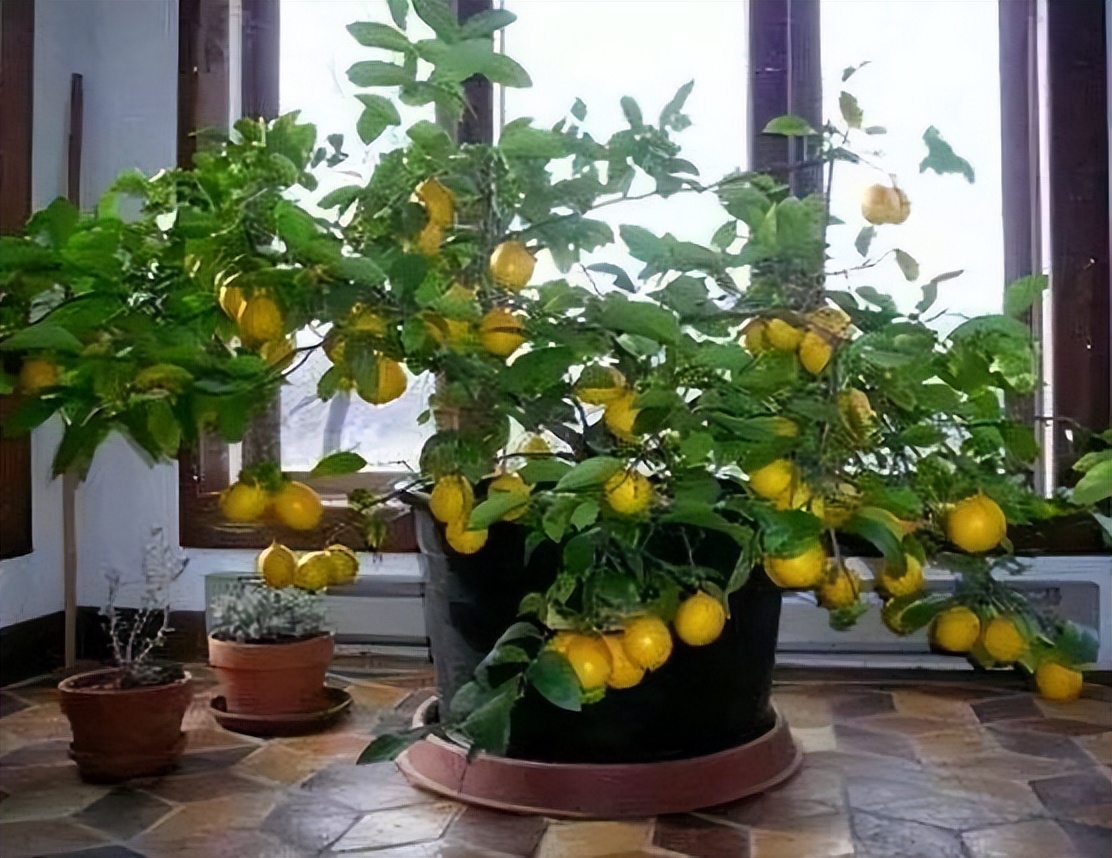 家里养这2种花净化空气带来好运,什么植物去除甲醛还好养大盆