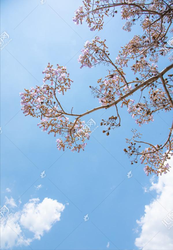 飞花令中读诗词23,飞花令梧桐