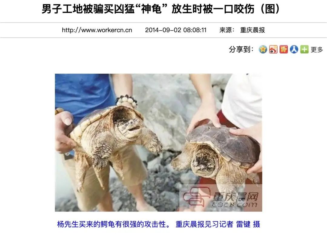 买了一只乌龟有什么预兆,路边800块钱买6只大乌龟