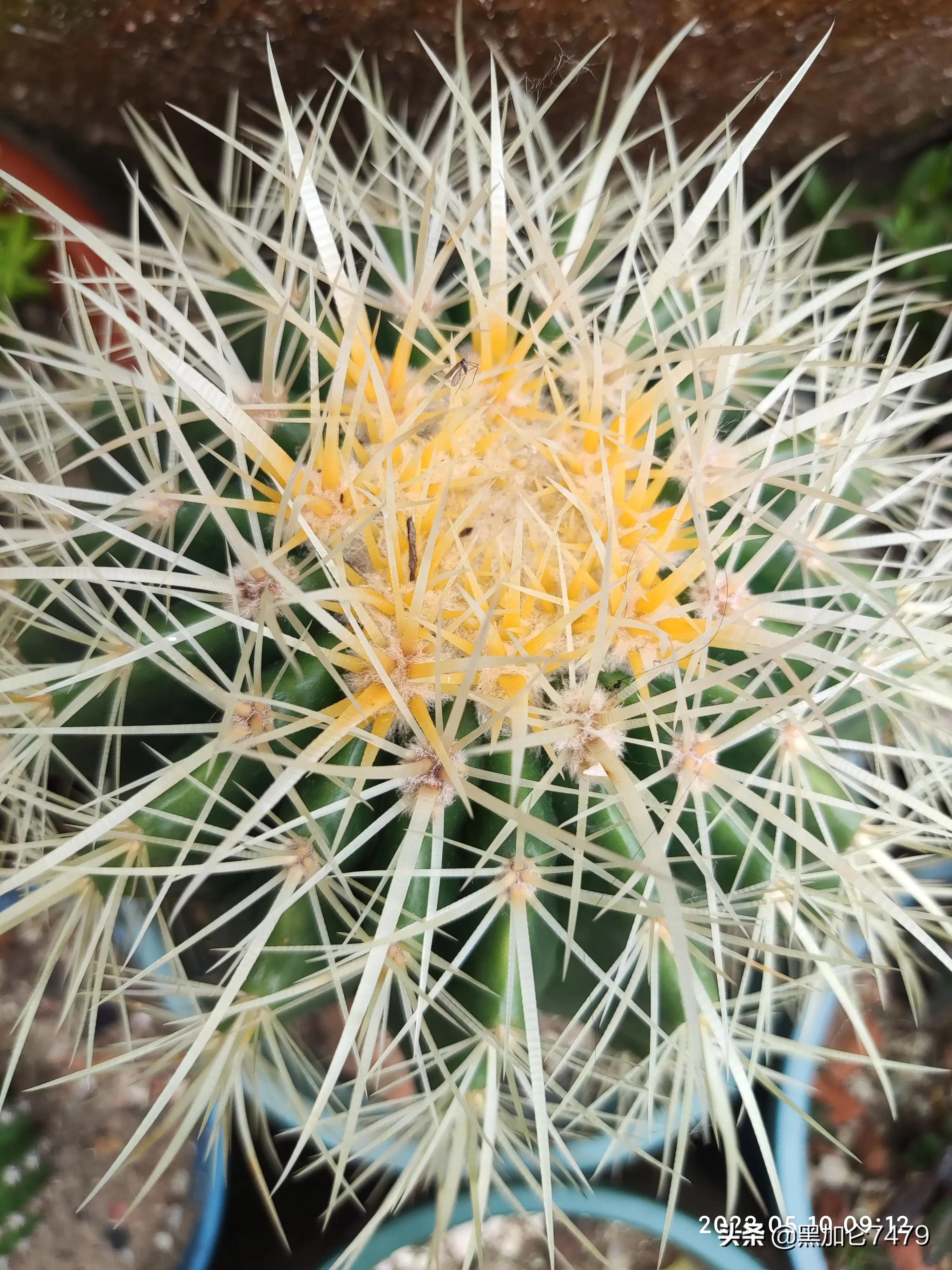 分享养仙人球知识,家里养的各种仙人球