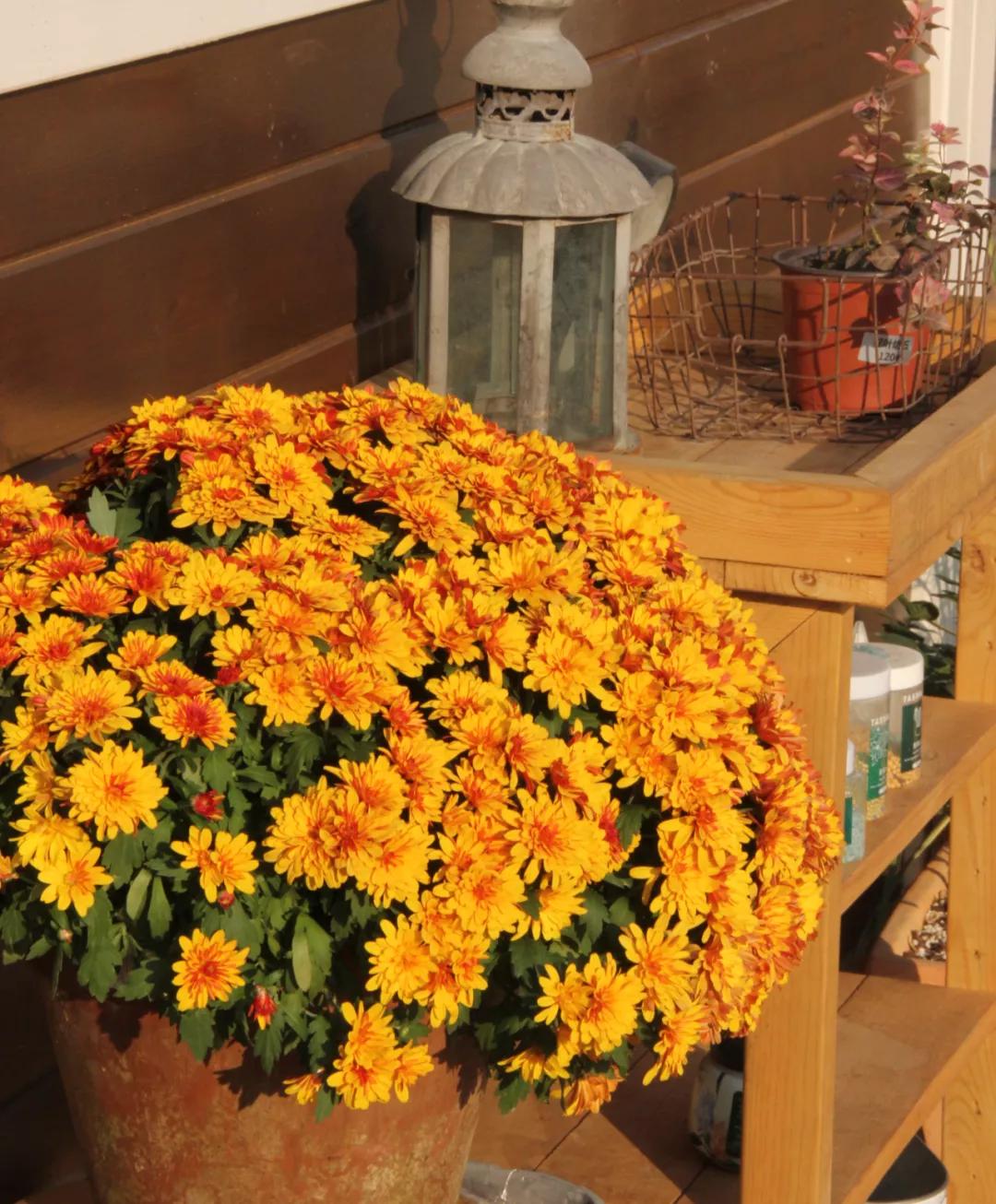 花园适合种的植物,在花园种植哪些植物比较适合