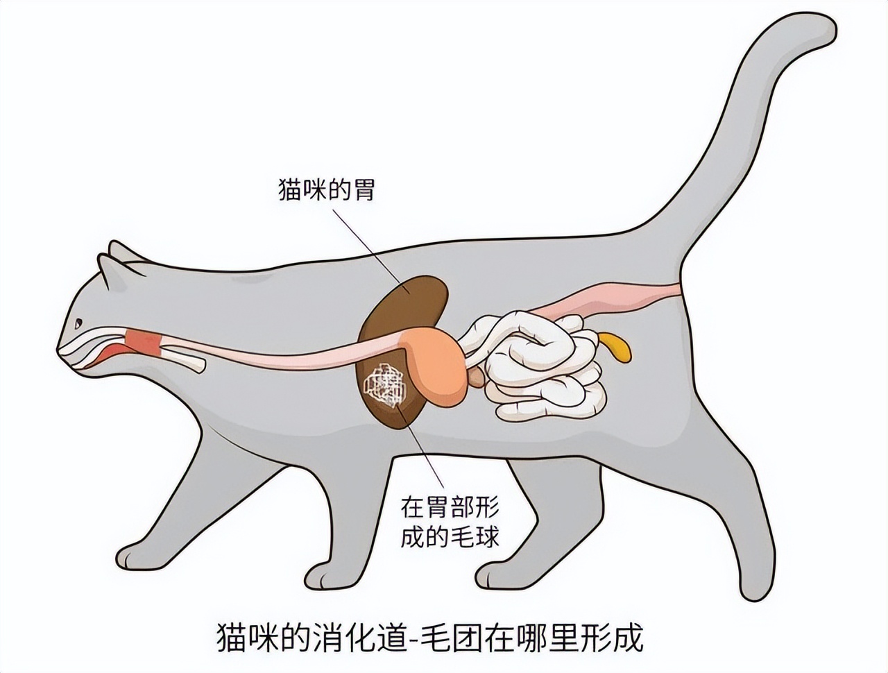 猫咪呕吐的原因和解决方法,猫咪呕吐到医院检查什么