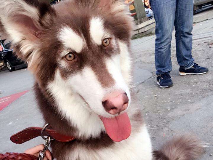 阿拉斯加一般能活多久,阿拉斯加一般能活多长时间