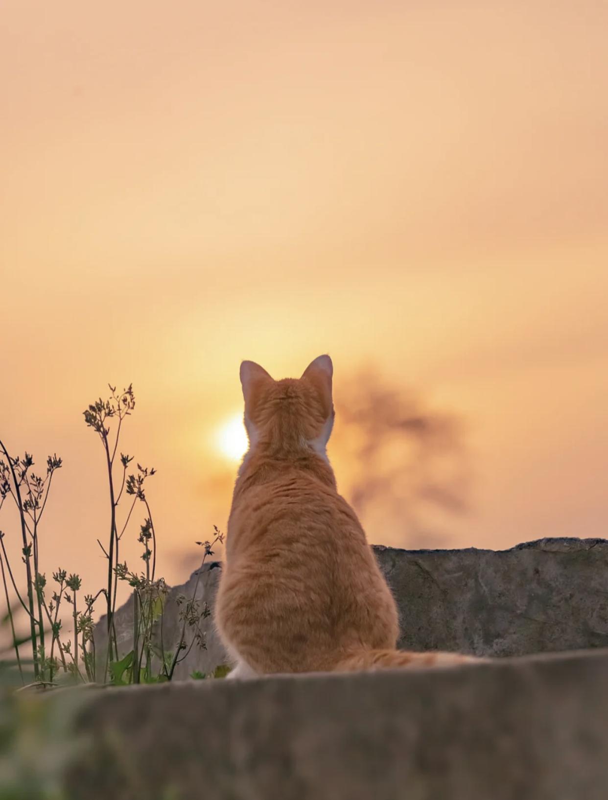 治愈系壁纸｜132张可爱小猫咪的样子
