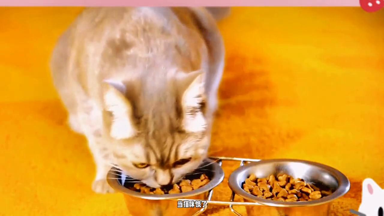 猫咪饿了的表现,猫咪饿几天是极限