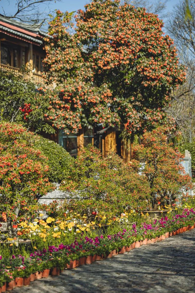 三多节丽江周边游,怎么玩转丽江