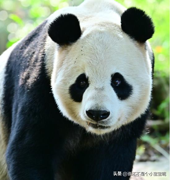 大熊猫喜妹咬伤饲养员,每天认识一只大熊猫