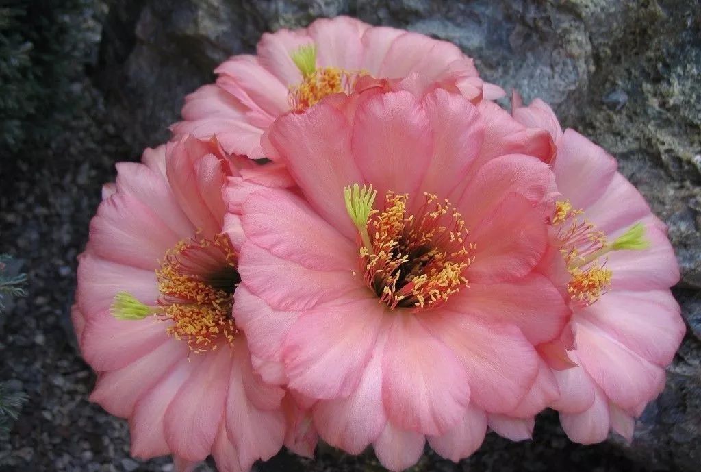 200种·仙人球开花图鉴，大开眼界，美到爆