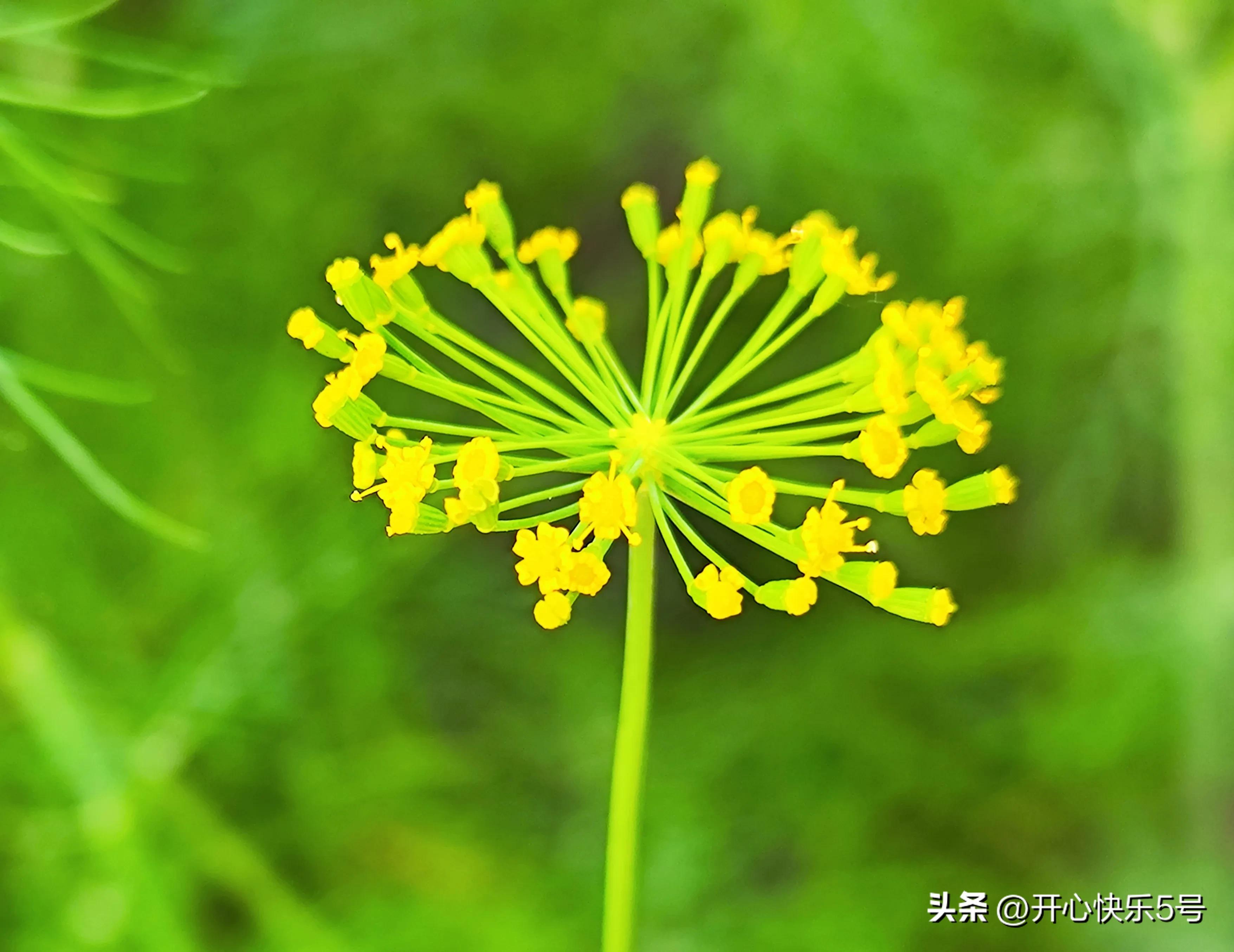 你可曾见过枯萎的玫瑰,你可曾见过什么