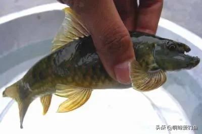 神秘“怪鱼”东方墨头鱼重新现身，曾被怀疑已经绝迹，网友：喜事