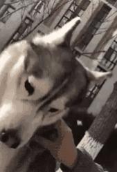 狗狗掉毛都快秃了还痒,狗狗尾巴毛掉秃了怎么回事