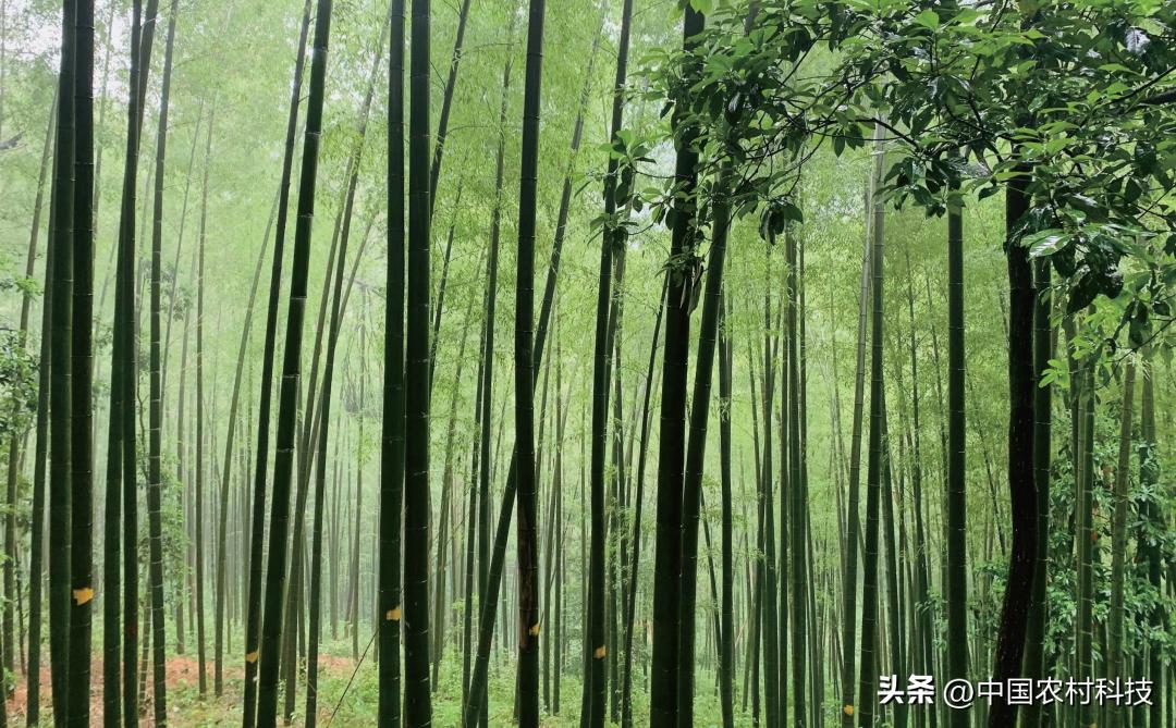 特别策划｜美丽中国下的竹子凌云志——“十三五”林业科研成效之二