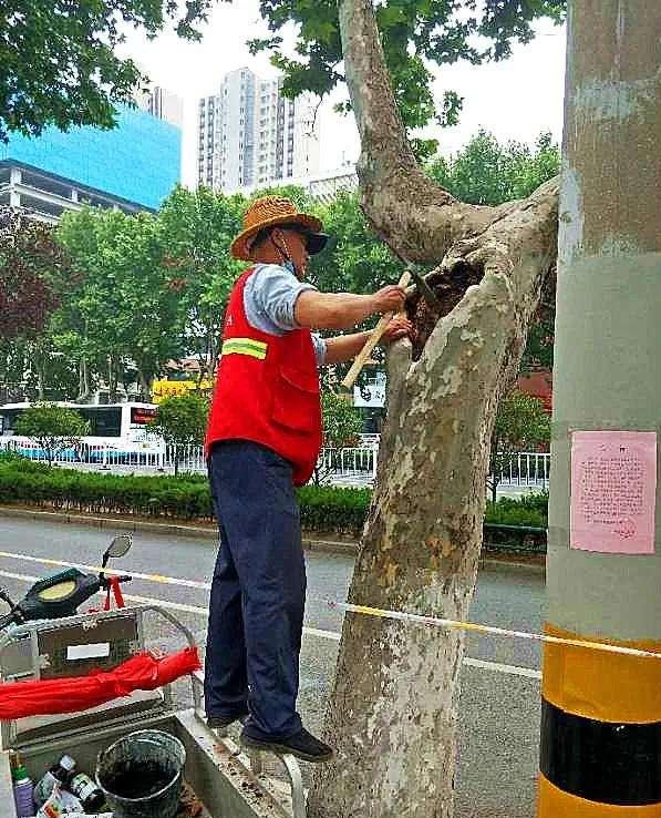 行道树补植方案,行道树病虫害防治标准