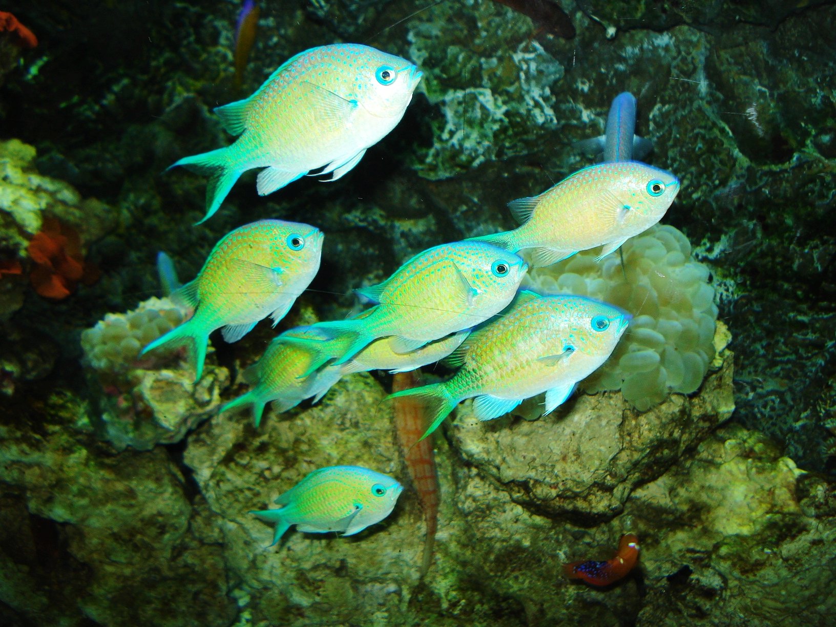 富国海底世界和太平洋哪个好一点,富国海底世界和海洋馆哪个值得去