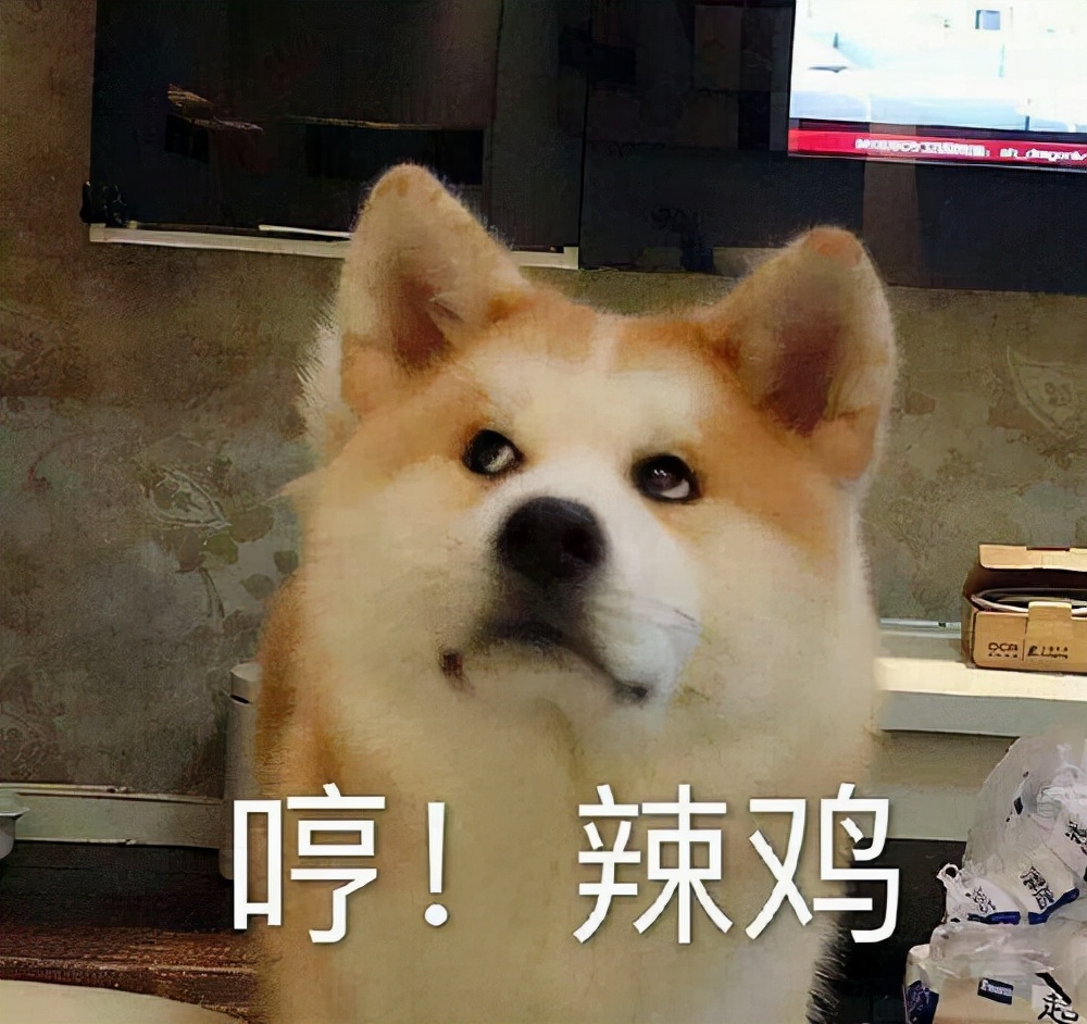 为啥不建议养秋田犬,千万别养秋田犬
