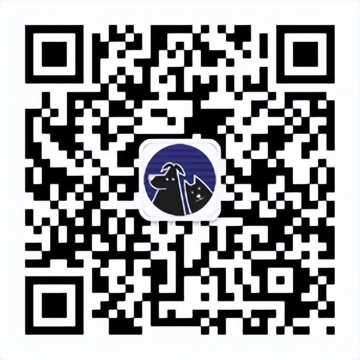 适合新手养的宠物龙猫,养一只可爱的龙猫