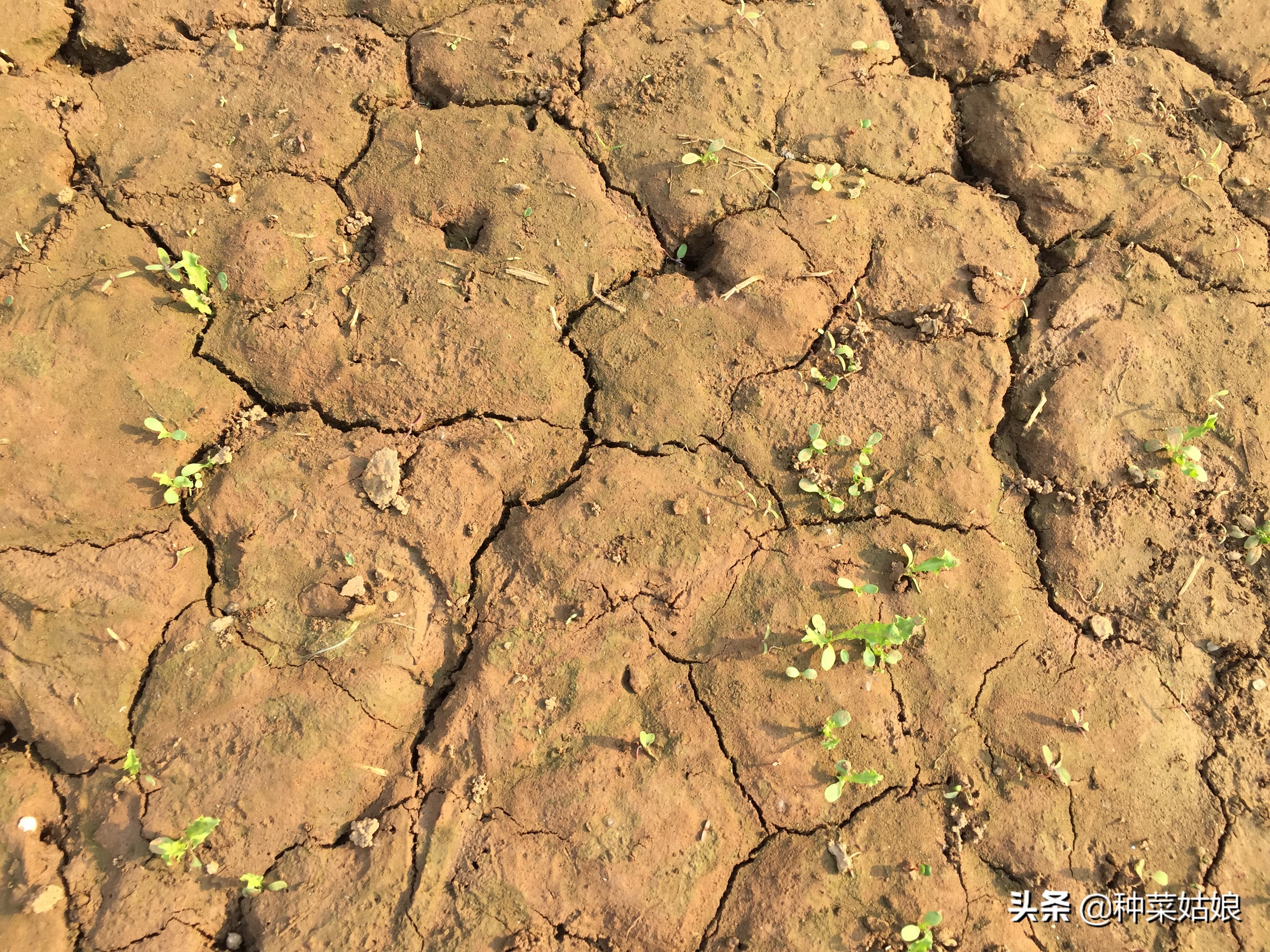 种菜土硬有什么方法,种菜土壤浇什么水改善土质