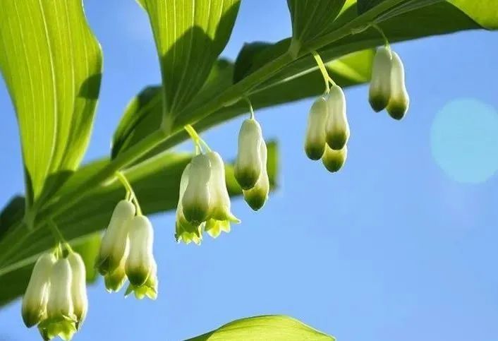 方寸好物|柔滑、水盈、清香，让人沉浸其中的天冬乳