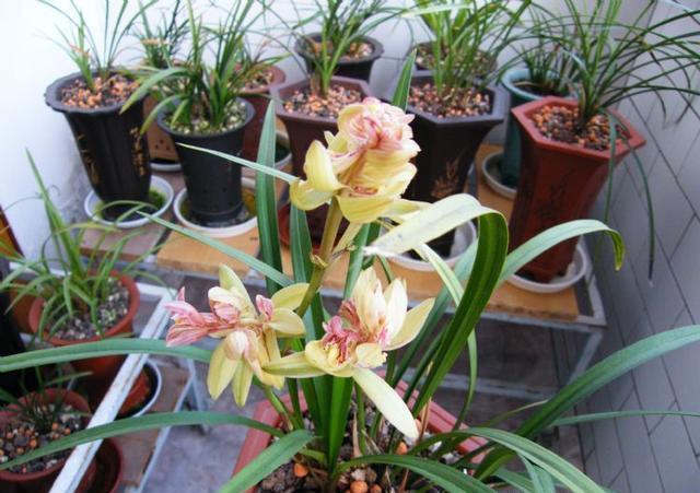 富山奇蝶兰花新老品种,富山奇蝶兰花带红花苞