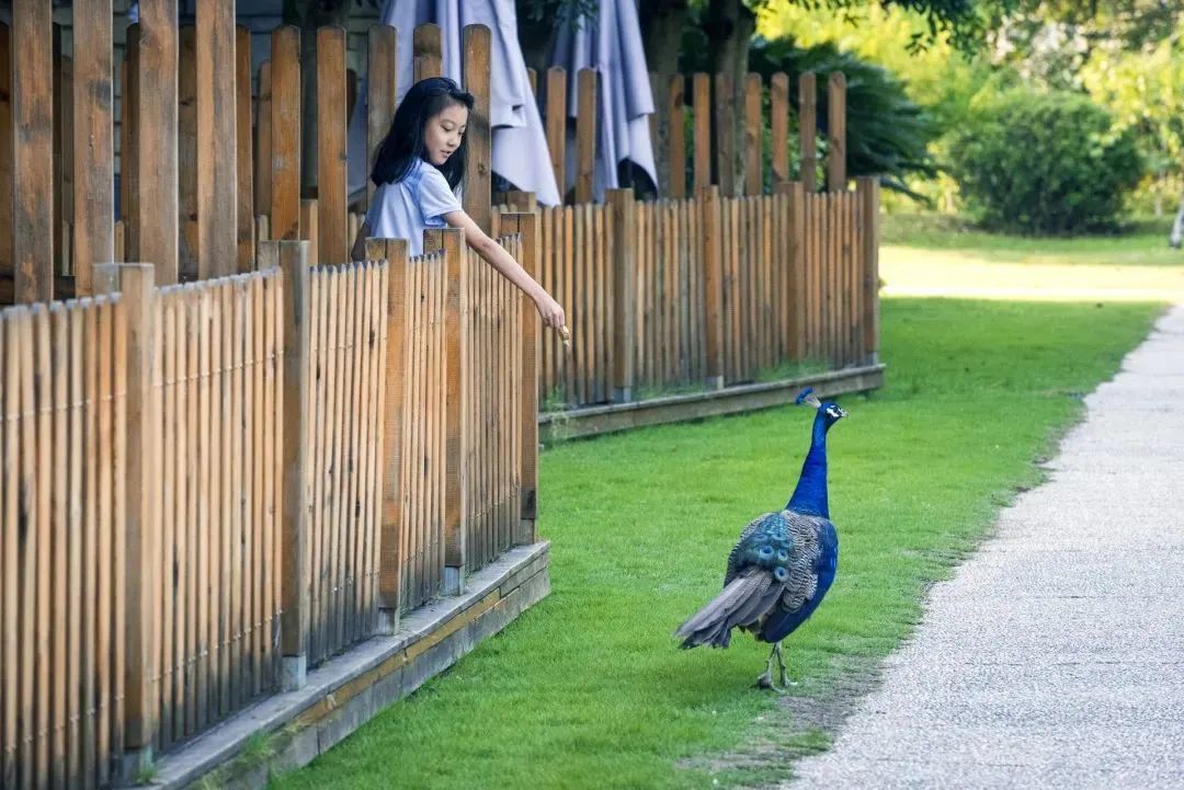 陈妙林直播,开元酒店集团董事长陈妙林
