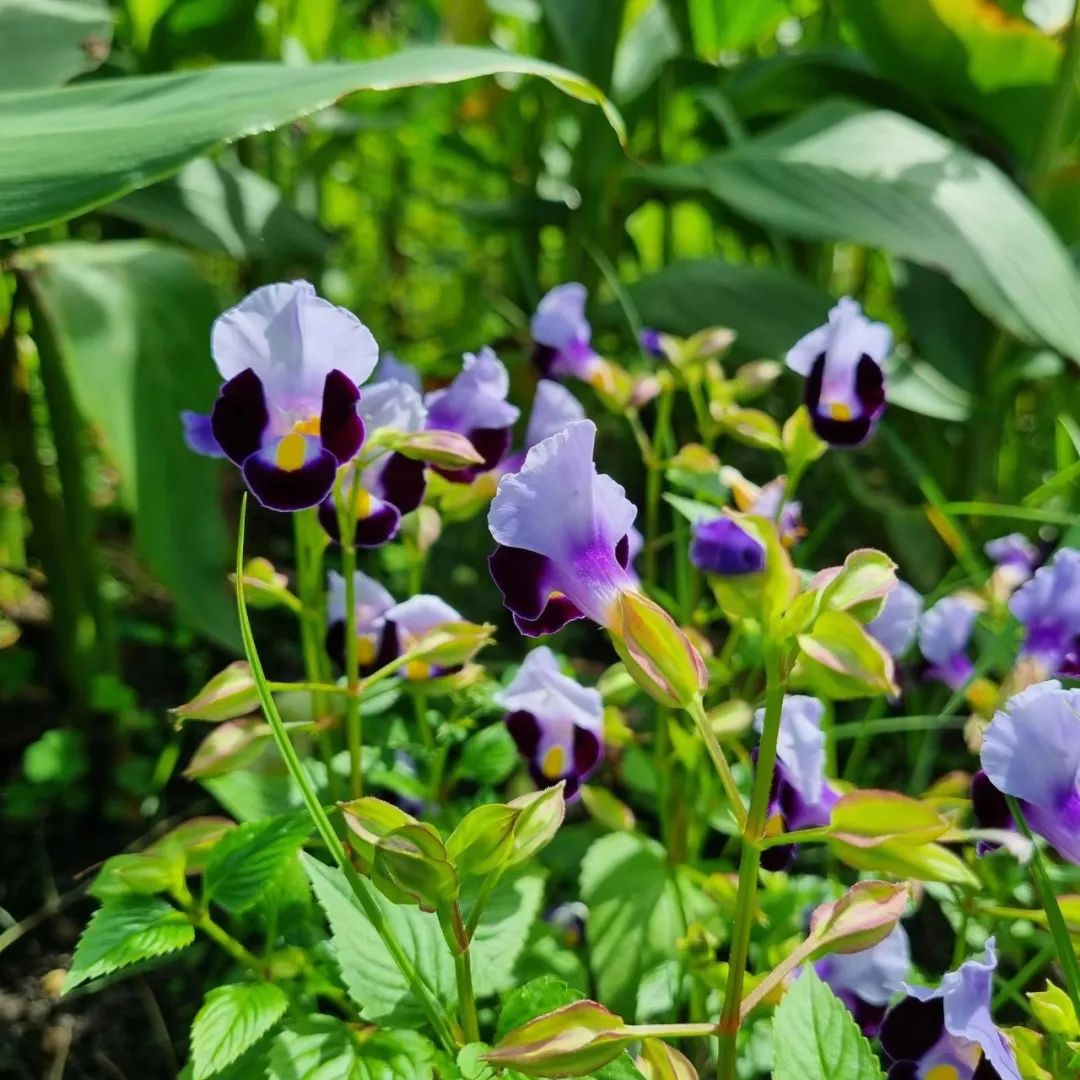 适合夏天养的7种花越晒开花越旺,阳台高温如何养墨兰