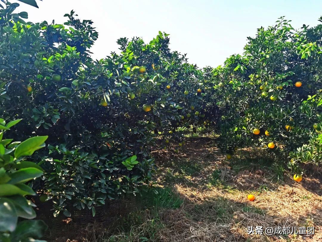 摘草莓橘子的地方推荐,附近摘橘子的地方推荐