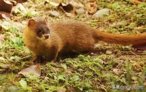 黄鼠狼和黄大仙的天敌,黄鼠狼为什么被人类称为黄大仙