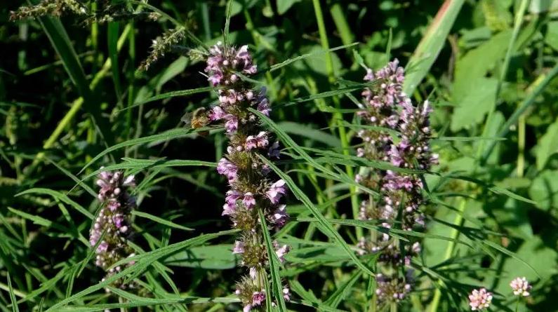 查找益母草有什么药用价值,吃野生益母草是帮助女性什么作用