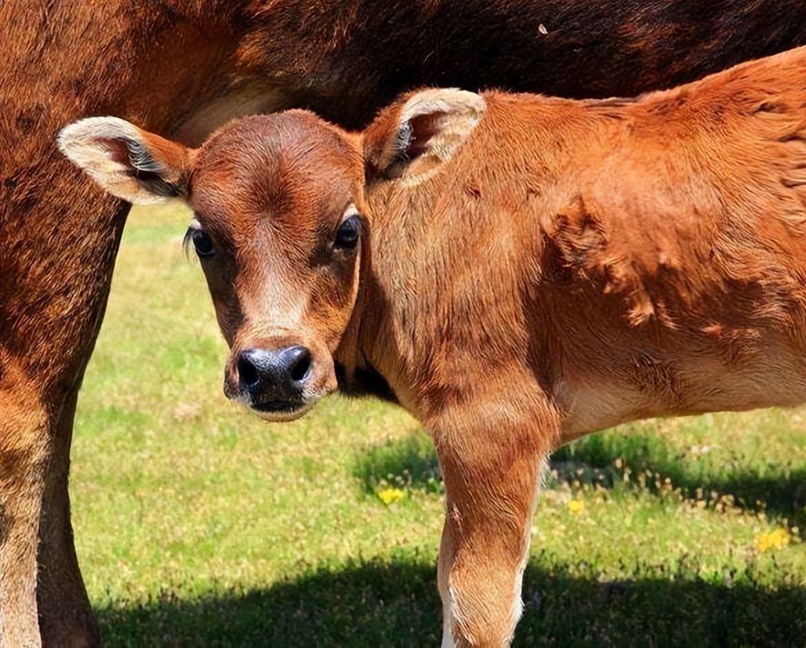 母牛子宫炎什么状态,母牛子宫炎发病原因