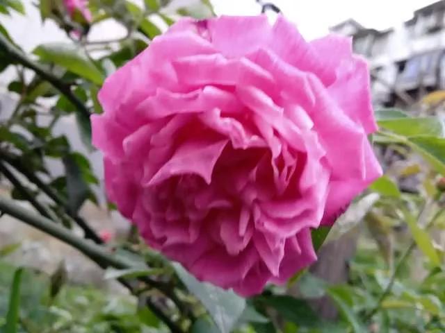 想要拥有自己的一间花店,好想拥有这样的一间花店