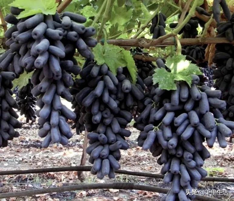 金手指葡萄提子,金手指蓝宝石葡萄无籽提子