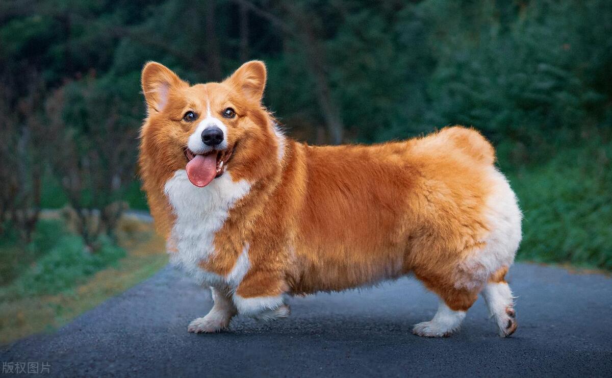 狗狗品种大全及性格特点,性格好的狗有什么品种