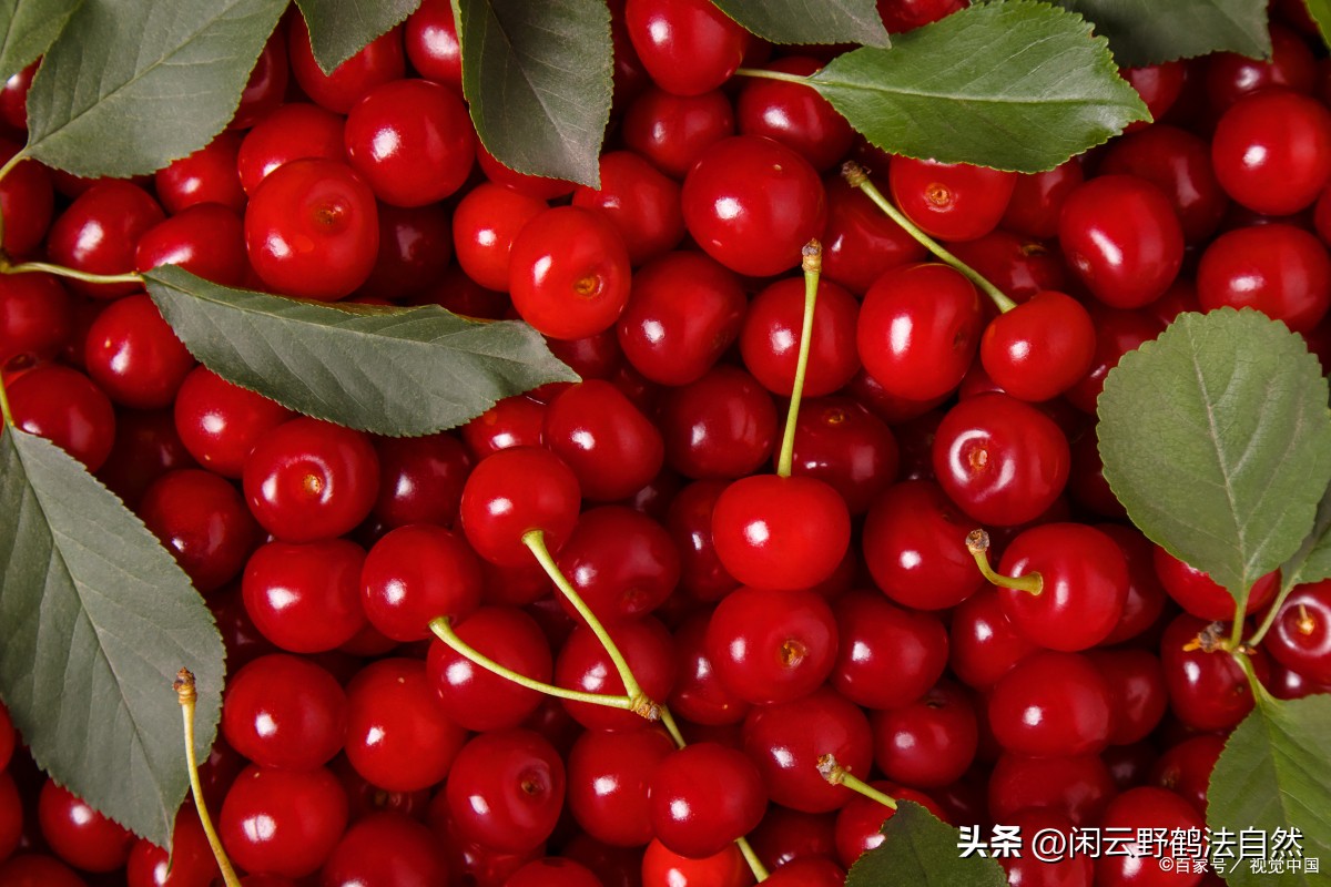 面若桃花，美女好逑。樱桃吃出女生好容颜