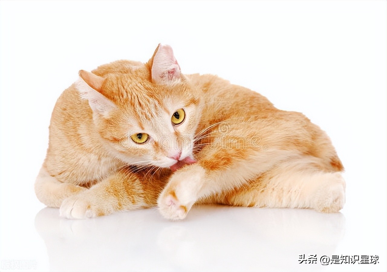 熊猫指头的特点,熊猫手指有几个指头