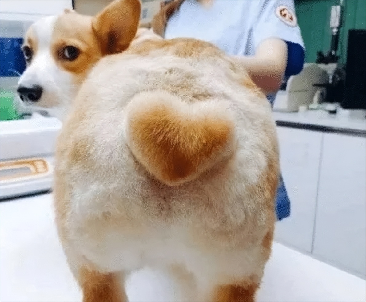 狗子剪出发射爱心的小屁屁