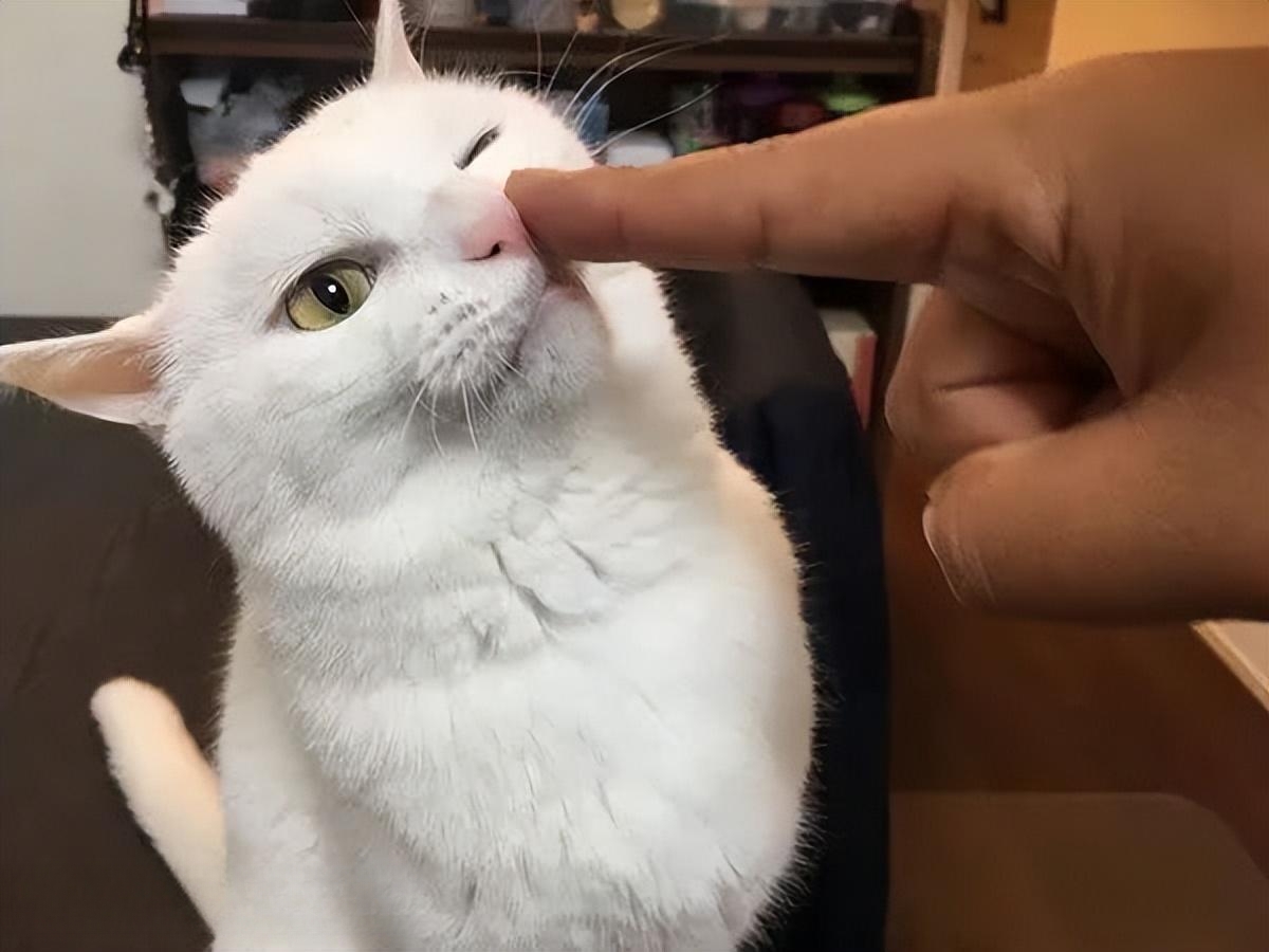 不管多生气也不要冷暴力,无论多生气也别打猫咪这几个部位