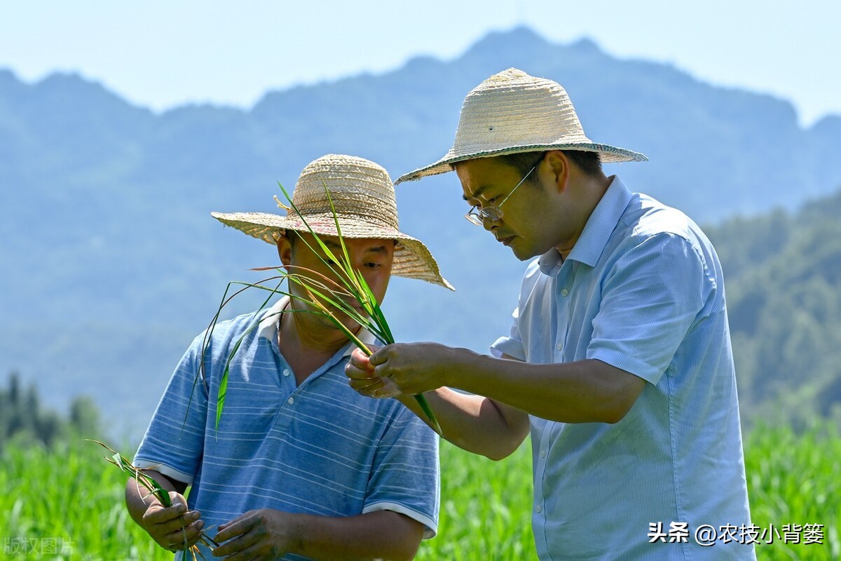水稻稻苗发黄是什么病,水稻叶片发黄的原因及防治方法