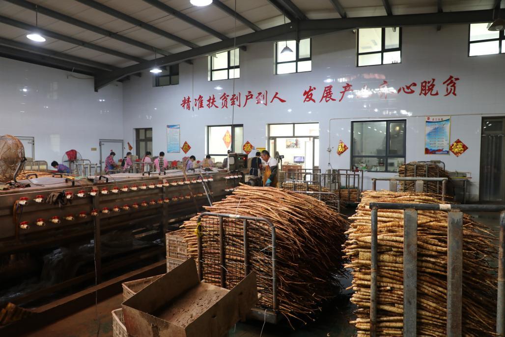 县域经济高质量发展·产业篇系列报道之二聚焦产业集群建设:河北蠡县高质量发展的新作为