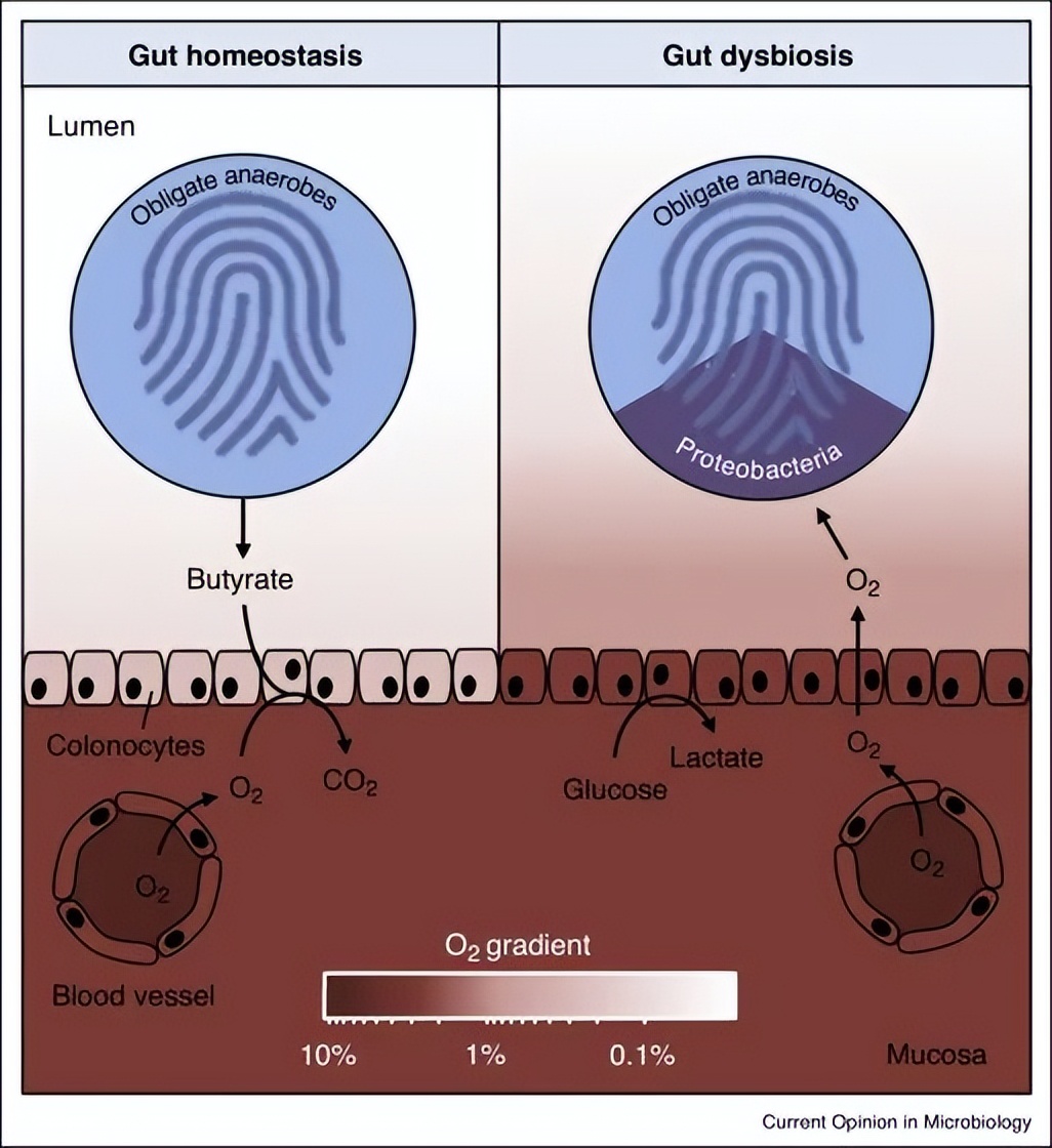 变形菌门的功能,肠道变形菌门