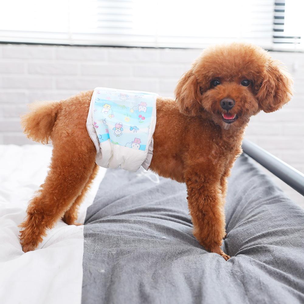 关于狗狗的冷知识你知道多少呢,狗狗身上的小秘密铲屎官们了解吗