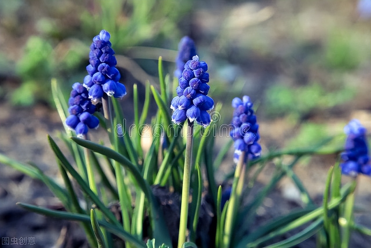 花露水使用小妙用,花露水的用法和作用