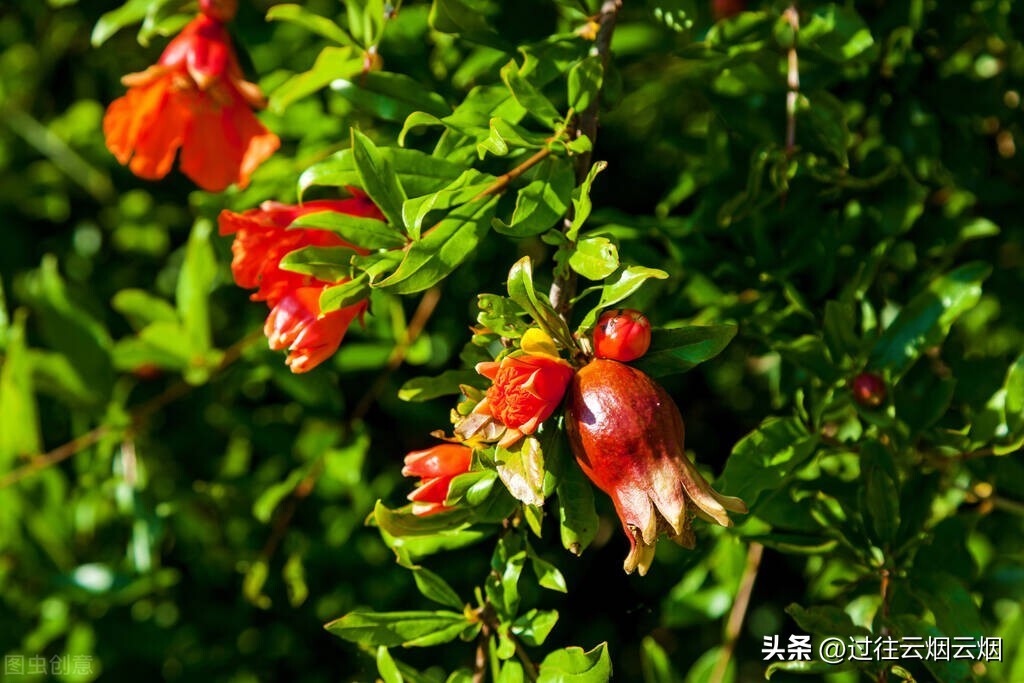 潮汕女孩出生12天风俗,潮汕生儿子做好事习俗